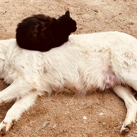 Tanca Taroni Agroturismo *